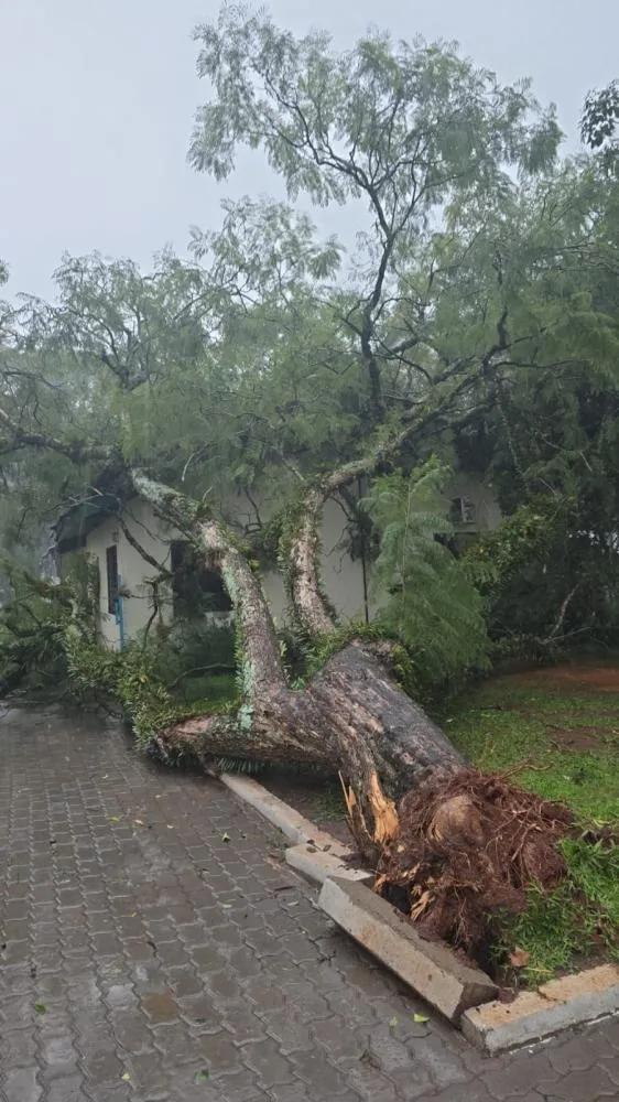 Chuva e vento: Árvore é arrancada e cai na Praça Arnaldo Roewer em Redentora
