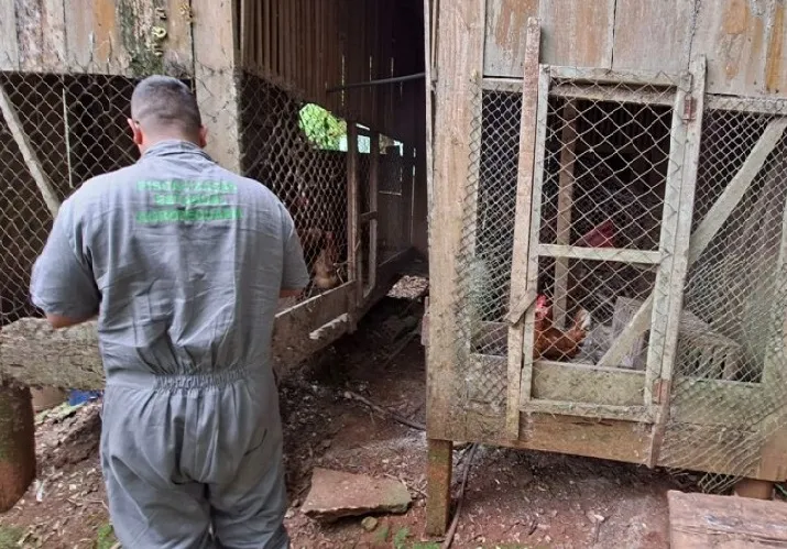 Secretaria da Agricultura dá por encerrado um foco de gripe aviária no norte gaúcho